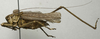 CollectionObject 1535137; 3f717f7a-fe46-4829-83d3-ae3d77d9d543: male, lateral view (holotype). (CollectionObject).