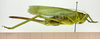 CollectionObject 1578433; 876644ba-abd3-4579-a5c9-a90af174b60f: female lateral view. (CollectionObject).