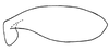 Subgenital plate, ventral view on Polana (Culumana) torqua (DeLong & Freytag, 1972): Male: subgenital plate, ventral view. (Observation).