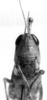 CollectionObject 1521534; 4a56a2de-6ce4-43b1-ad5b-fb2ea64816e9: Image Carbonell, C.S. female, frontal view (lectoallotype of Cornops insularis). (CollectionObject).