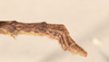 CollectionObject 1561858; 7a1f736b-dfcd-4b6c-b3a4-632a52820791: copyright OUMNH. male: end of abdomen, dorsal view (holotype). (CollectionObject).