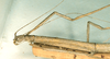 CollectionObject 1557830; 058cdd1d-bca0-4226-9dfe-de73ff2efca3: copyright CUMZ, Cambridge. female: head and thorax, lateral view of synonym Myronides sordidus (holotype). (CollectionObject).