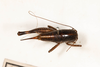 CollectionObject 1531299; f83e2ff5-29ac-4f62-9931-07564c9fac13: female #1, dorsal view (paralectotype). (CollectionObject).