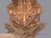 Head: !! display not done !! on Cyrtolobus acutus Van Duzee, 1908: (Observation).