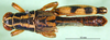 CollectionObject 1501529; 583d6656-65fb-4b4a-a753-fb4cae5949d2: male, dorsal view (syntype). (CollectionObject).