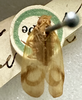 Habitus, dorsal view: !! display not done !! on Varma fervens (Walker, 1857): (Observation).