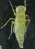 Habitus, lateral view on Eupteryx (Eupteryx) artemisiae (Kirschbaum, 1868): Nymph (N5). (Observation).