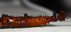 CollectionObject 1556966; a89197eb-23aa-4902-b0f8-bc0103067a78: copyright CMNZ, Christchurch. female of synonym Acanthoxyla suteri: head & thorax, lateral view (syntype). (CollectionObject).