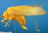 CollectionObject 1501753; daad6fac-d8fa-4099-99b1-a4d432261717: female, lateral view (syntype). (CollectionObject).