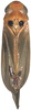 Habitus, dorsal view on Anufrievia expansa Cao & Zhang, 2018: Habitus. (Observation).