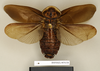 CollectionObject 1572961; b782e02f-5222-41bc-b2aa-44246ee973e6: Copyright Natural History Museum, London. Non-type (adult male) in BM(NH). Dorsal view. (CollectionObject).