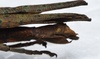 CollectionObject 1576105; c7efa36e-a072-4225-86ac-ff1507e64a84: copyright FRCS, Sabah. female: end of abdomen, lateral view (holotype). (CollectionObject).