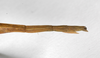 CollectionObject 1557897; db844dac-750c-4fcc-89d4-b469e4e1da0a: copyright ZMHB, Berlin. female: end of abdomen, lateral view (holotype). (CollectionObject).