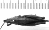 CollectionObject 1540739; 28a8c9b0-e9ac-4b5e-be76-d8326af3d5d4: Image, Carbonell, C.S. female, dorsal view (lectotype). (CollectionObject).