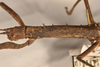 CollectionObject 1560672; e3e29883-1467-4429-bd3a-03a01de2eb54: copyright OUMNH. female: head & thorax, lateral view (holotype). (CollectionObject).