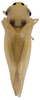 Habitus, dorsal view on Cassianeura bimaculata Dworakowska, 1984: male. (Observation).