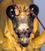 CollectionObject 1500503; dfc38884-7aad-4664-9e3f-a9dc9fd69d42, DORSA BTarascuHTM: male face (holotype). (CollectionObject).