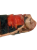 Pygofer, lateral view: Caudal abdomen, lateral view. Guatemala, Antigua, USNM. (Observation).