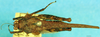 CollectionObject 1505143; 69d26072-6e86-4c8c-b012-1c756277638d, DORSA D086XF02: female, dorsal view. (CollectionObject).