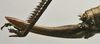 CollectionObject 1536016; fe2c7e06-380c-4088-ad23-bca0381552bf: female ovipositor (syntype). (CollectionObject).