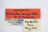Other: !! display not done !! on Amblyophallus marginatus (Funkhouser, 1940): (Observation).