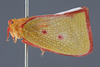 Habitus, lateral view on Carthaeomorpha rufipes Melichar, 1902: (Observation).