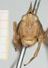 CollectionObject 1517881; 5ce6c63d-debd-4298-aa57-9d76d6b64ed1, NHMUK010924395: female (holotype), frontal view. (CollectionObject).