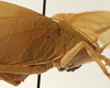 CollectionObject 1534573; ed5438ea-a6e8-4760-b386-419345565c6e: female pronotum, lateral view (syntype). (CollectionObject).;CollectionObject 1534574; 0c2bea0e-0319-4e0c-a482-2e65554056f6: female pronotum, lateral view (syntype). (CollectionObject).