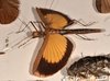 CollectionObject 1562151; 839707dd-c54e-4102-8fea-df0ef587d043: copyright UMO. female, lateral view (holotype). (CollectionObject).