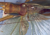 CollectionObject 1504193; 9b21458e-b9c0-4f22-9a3f-51a0112ec8b1: male stridulatory apparatus (holotype). (CollectionObject).