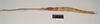 CollectionObject 1558980; 9ce04cf2-0fdf-46a7-a999-2ee5ae1f702f: copyright Natural History Museum, London. female, lateral view (syntype). (CollectionObject).;CollectionObject 1558981; 1d8be626-f38d-4f0e-9cc5-abf9cf7fbfdf: copyright Natural History Museum, London. female, lateral view (syntype). (CollectionObject).