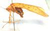 CollectionObject 1543690; 7208e4fe-5c10-485e-b5a0-bf6774ad7a62: female, lateral view (syntype). (CollectionObject).