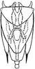 Subgenital plate: !! display not done !! on Elymana inornata (Van Duzee, 1892): genital capsule, ventrally. (Observation).