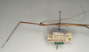 CollectionObject 1561916; NMW 1102'''', a3b2b276-b481-45a5-a2a7-6542f0818115: copyright NMW, Vienna. male: head and thorax, lateral view (syntype). (CollectionObject).