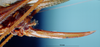CollectionObject 1529607; 6e7a3d7d-dbe6-4b9c-94a6-bf4e3be57d4f: female ovipositor (holotype). (CollectionObject).