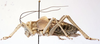 CollectionObject 1541627; 81cf80dd-0d24-48d7-8b85-941afccb8a0e: male habitus, lateral view (paratype of Deracanthina mistshenkoi). (CollectionObject).