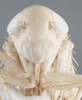 Head on Ferganotettix elegans Dubovsky, 1966: Face. (Observation).