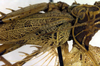 CollectionObject 1500479; 28eb1944-fbac-4585-95cf-3d9960f9e403: male, base of left tegmen (holotype). (CollectionObject).