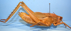 CollectionObject 1514445; f6f82a15-238a-476b-9d32-07d4aebcf17f, MLP0054/5: female (paratype). (CollectionObject).