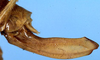 CollectionObject 1520767; 5f489831-ebcd-4640-aced-5966ee48c11c: female ovipositor (syntype or paralectotype). (CollectionObject).