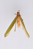 Parapelerinus ensatus Liu & Kang, 2008: male, dorsal view (paratype). (Otu).