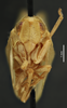 Chlorochara vivida avivida (Caldwell, 1951): (Otu).