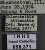 Other: !! display not done !! on Chlorotettix attenuatus Brown, 1933: Labels. (Observation).