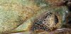 CollectionObject 1517341; 4fdbf3c1-8746-4604-98c3-adbdecb363d1: male, base of left tegmen (holotype). (CollectionObject).