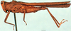 CollectionObject 1505181; 2db2e100-b779-406e-91d7-0a746edffa28: male, lateral view. (CollectionObject).