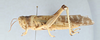 CollectionObject 2867364; f346ae01-41a3-4fc2-a28e-c25fe9f773c9, CNCI 981538: Schistocerca gregaria. Lateral view. (CollectionObject).