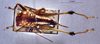 CollectionObject 1534686; MZPW 3225228, a23a347b-1ced-4582-a51d-46eadca0eb38: female, dorsal view. (CollectionObject).