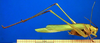 CollectionObject 1502879; c631b3a6-6ecf-4558-a764-d75b1847cf85: male, lateral view (paralectotype of Tylopsis inhamata). (CollectionObject).