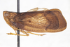 Habitus, lateral view on Bladina gatunensis Kramer, 1976: (Observation).