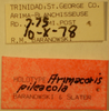 CollectionObject 1593414; 36d7c3c9-65f4-4c8b-9ec7-32336a5c281b: Arimacoris pileacola HOLOTYPE Labels (NMNH) - (CC BY-NC 3.0) - Photo by Pablo M. Dellapé with permission from the National Museum of Natural History (NMNH), Smithsonian Institution, Washington, D.C. (CollectionObject).